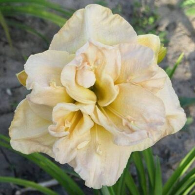 Hemerocallis 'Jean Swann' (Dienziedes), konteiners P13