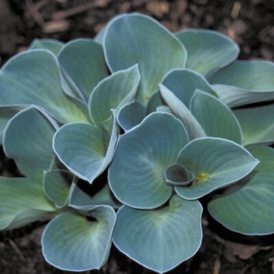 Hosta 'Blue Mouse Ears' (Hosta), konteiners P13