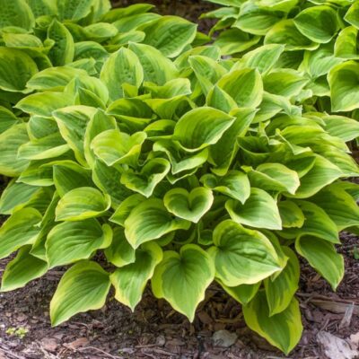 Hosta 'Golden Tiara' (Hosta), konteiners P13