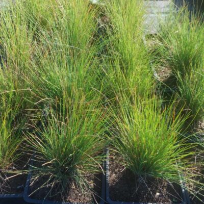 Corynephorus canescens (Iesirmā kāpsmildze), konteiners P9