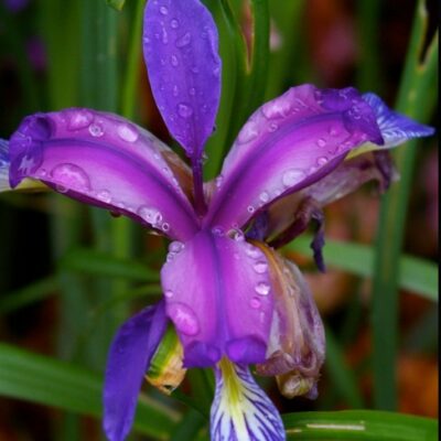 Iris graminea (Zālveida īriss), konteiners P9