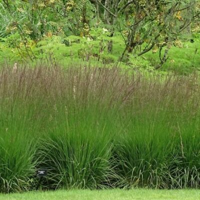 Molinia caerulea 'Edith Dudszus' (Zilganā molīnija), konteiners P11