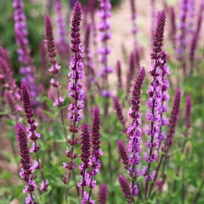Salvia nemorosa 'Amethyst' (Birztalu salvijas šķirne), konteiners P11
