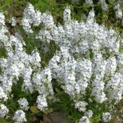 Veronica prostrata 'Alba' (Pazvilā veronika), konteiners P11