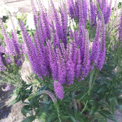 Veronica spicata 'Purple Explosion' (Vārpu veronika), konteiners P11