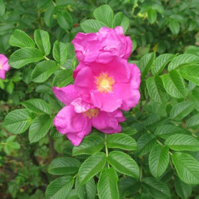 Rosa Rugosa (Rievainā roze), konteiners C4