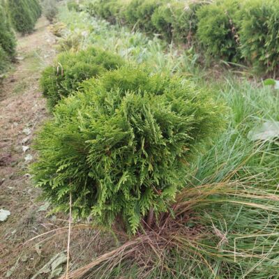 Thuja occidentalis 'Danica' - Rietumu tūja šķ. 'Danica', kailsaknis,  0,4-0,5 m