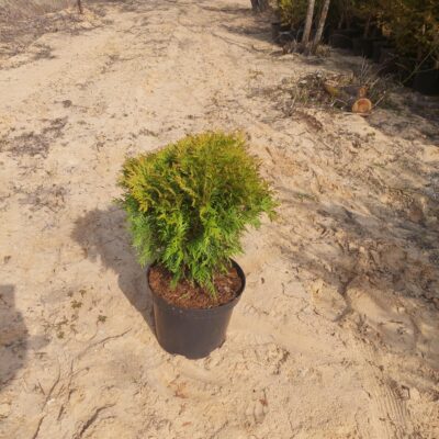 Thuja occidentalis 'Danica' - Rietumu tūja šķ. 'Danica', konteiners C7,  0,4-0,5 m