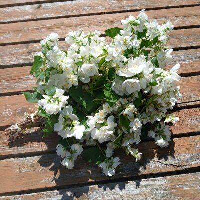 Filadelfa (jasmīna) zaru pirtsslota