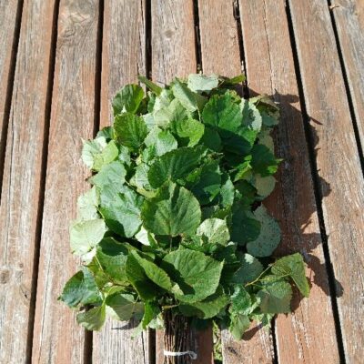 Liepas zaru pirtsslota