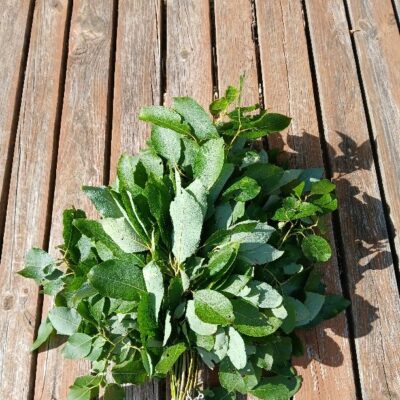 Blīgznas zaru pirtsslota