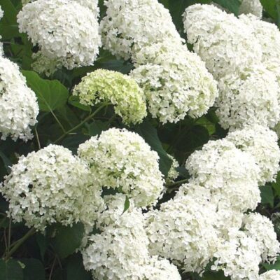 Hydrangea arborescens 'Grandiflora' (Kokveida hortenzija), konteiners C5