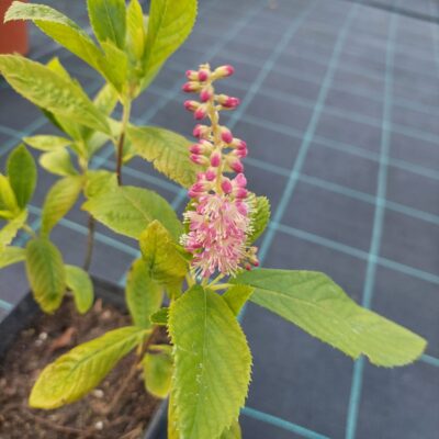 Clethra alnifolia (Alkšņlapu kletra), konteiners P15