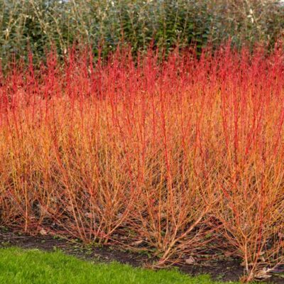 Cornus sanguinea 'Midwinter Fire' (Asinssarkanais grimonis, šķirne), konteiners C3