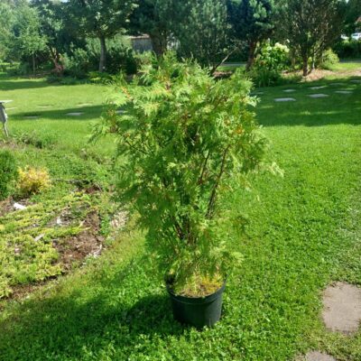 Thuja occidentalis 'Woodwardii' - Rietumu tūja šķ. 'Woodwardii', konteiners C4, 0,6 m