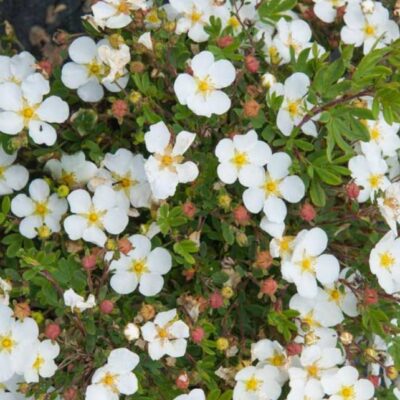 Potentilla fruticosa 'Abbotswood' (Parastā klinšrozīte), konteiners P13