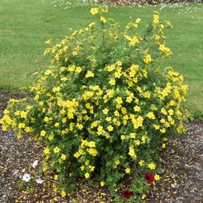 Potentilla fruticosa 'Goldstar' (Parastā klinšrozīte), konteiners 15
