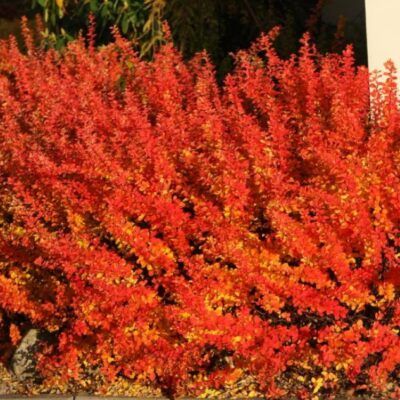 Berberis thunbergii 'Maria' (Tunberga bārbele), konteiners P13