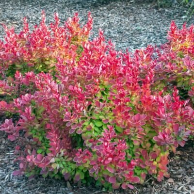 Berberis thunbergii ‘Ruby Star’ (Tunberga bārbele), konteiners P11