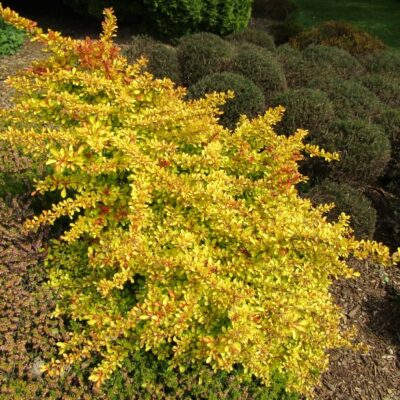 Berberis thunbergii ‘Diabolicum’(Tunberga bārbele), konteiners P11