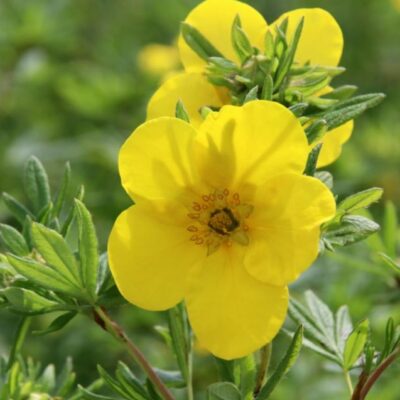 Potentilla fruticosa 'Goldfinger' (Parastā klinšrozīte), konteiners C4