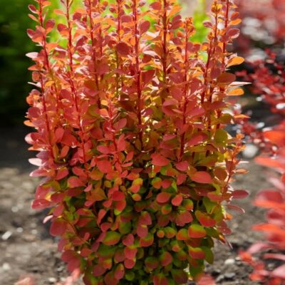 Berberis thunbergii 'Orange Rocket' (Tunberga bārbele), konteiners P13