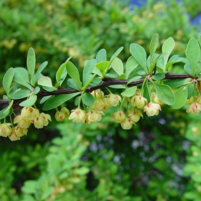 Berberis thunbergii (Tunberga bārbele, pamatsuga), konteiners P15