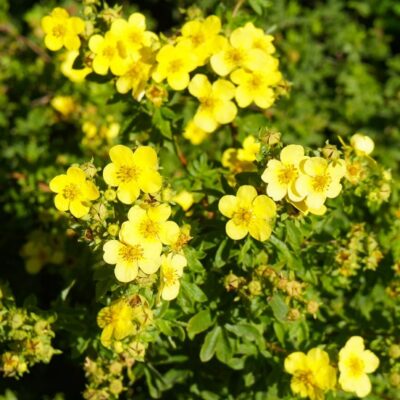 Potentilla fruticosa 'Sommerflor' (Parastā klinšrozīte), konteiners C4
