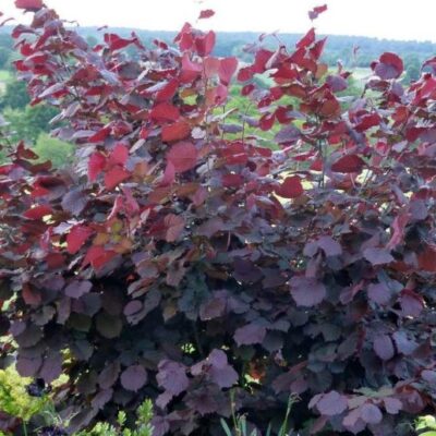 Corylus maxima 'Purpurea' (Lamberta lazda), konteiners C10