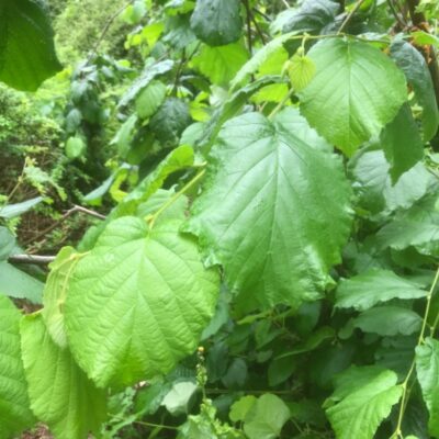 Corylus maxima (Lamberta lazda), konteiners C12, 1.2 m