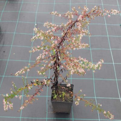 Aster lateriflorus 'Horizontalis' (Sānziedu ziemastere), konteiners P11