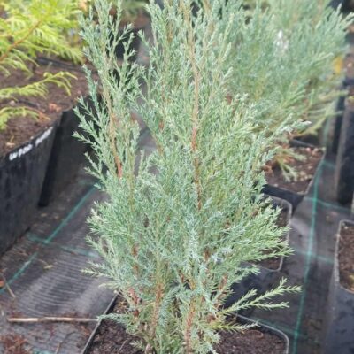 Juniperus sabina 'Tamariscifolia' (Kazaku kadiķis), konteiners P13, 20 cm