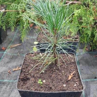 Pinus cembra (Eiropas ciedru priede), konteiners P13, 15-20 cm