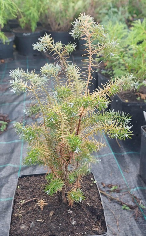 Chamaecyparis lawsoniana 'Lombartsii' (Losena paciprese, šķirne), konteiners P13, 20 cm