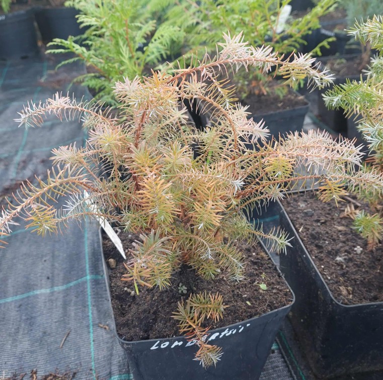 Chamaecyparis lawsoniana 'Lombartsii' (Losena paciprese, šķirne), konteiners P13, 20 cm - Image 3
