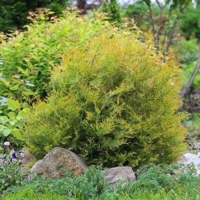 Thuja occidentalis 'Rheingold' - Rietumu tūjas šķ. 'Rheingold', konteiners P13, 15-20 cm