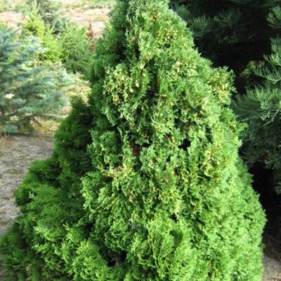 Thuja occidentalis 'Rosenthalii' - Rietumu tūja šķ. 'Rosenthalii', konteiners P13, 15 cm