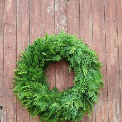 Tūjas zaru vainaga sagatave, D 70 cm