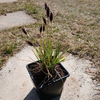 Sesleria heufleriana (Melnziedu seslērija), konteiners P11