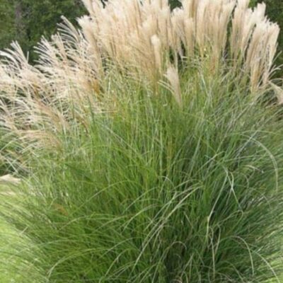Miscanthus sinensis 'Gracillimus' (Ķīnas miskante), konteiners P11