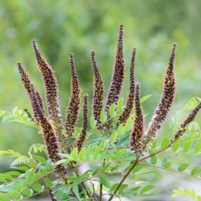Amorpha fruticosa (Krūmu amorfa), konteiners C7