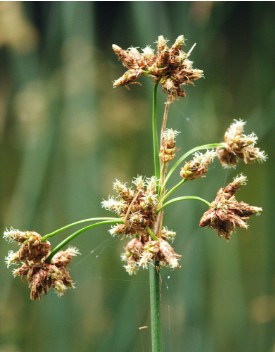 Scirpus lacustris (Ezera meldrs), konteiners P15