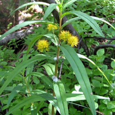 Lysimachia thyrsiflora (Dzeltenā ķekarzeltene), konteiners P13