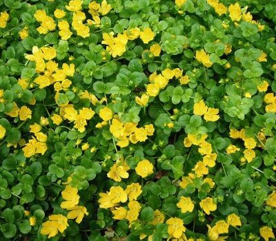 Lysmachia nummularia (Pļavas zeltene), konteiners P13