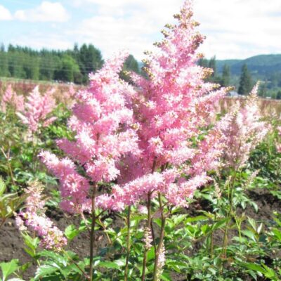 Astilbe × arendsii ‘Europa’ (Ārendsa astilbe), konteiners P11