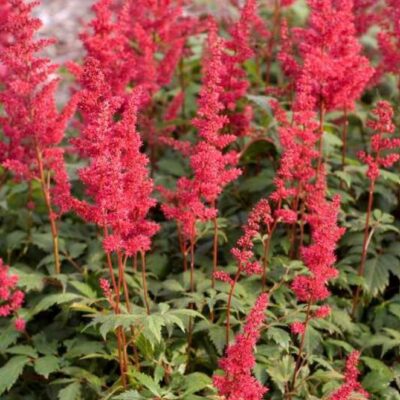 Astilbe × arendsii ‘Fanal’(Ārendsa astilbe), konteiners C2