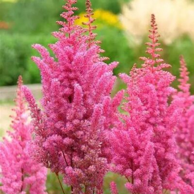 Astilbe arendsii ‘Gloria Purpurea’ (Ārendsa astilbe), konteiners P11