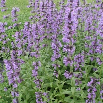 Nepeta sibirica (Sibīrijas kaķumētra), konteiners C1,5