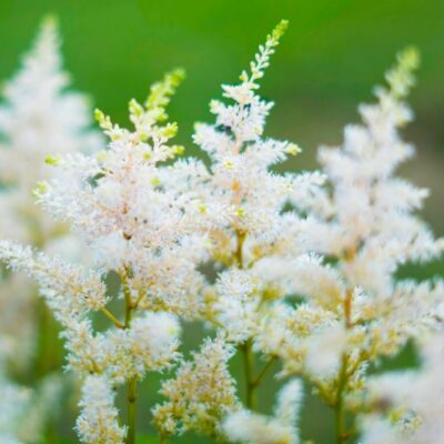Astilbe × arendsii ‘Mount Blanc’ (Ārendsa astilbe), konteiners P11