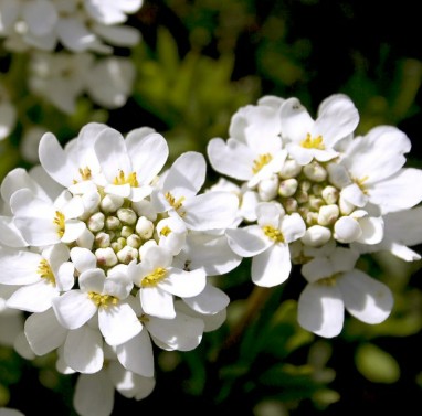 Iberis sempervirens (Mūžzaļā ibēre), konteiners P9